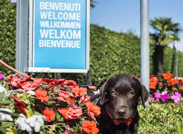 Chien noir parmi des fleurs colorées devant un panneau de bienvenue multilingue.